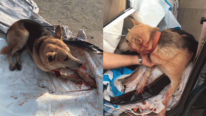 Teniente de la policÃ­a estatal junto a un ciudadano rescatan un perro herido en la vÃ­a pÃºblica