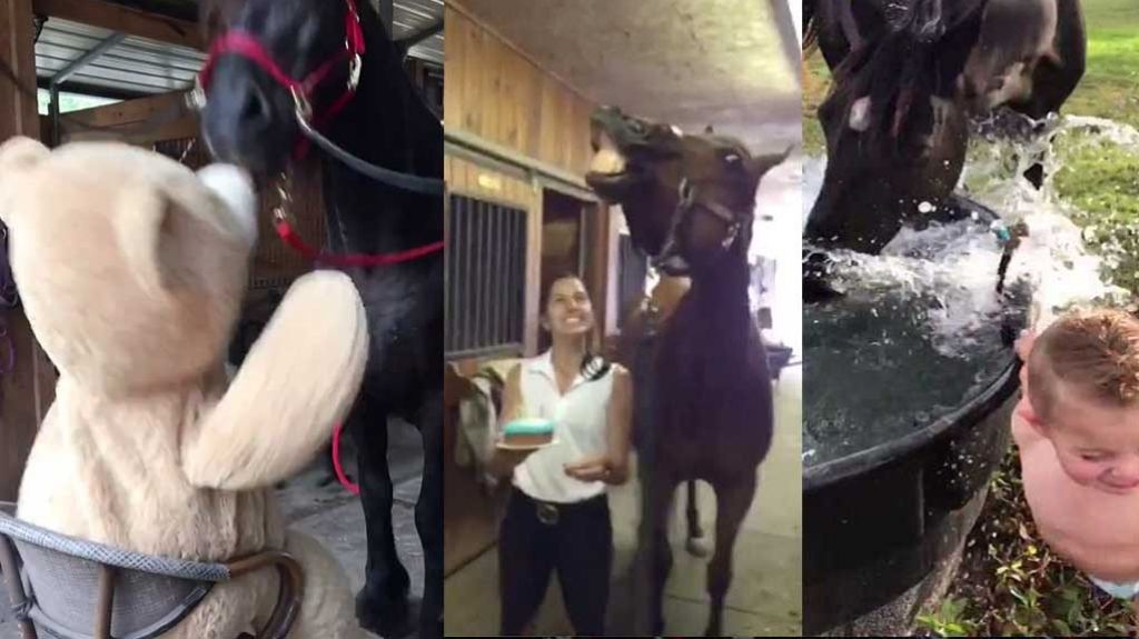  Video: Cuando un caballo puede ser igual de cariñoso y gracioso que un perro 