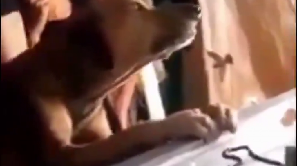  Video: Un perro de aferra al ataúd de su dueño 