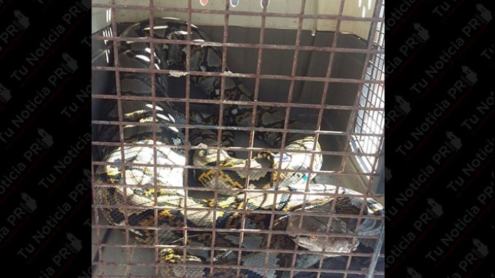 Capturan enorme serpiente "PitÃ³n" en Naranjito 