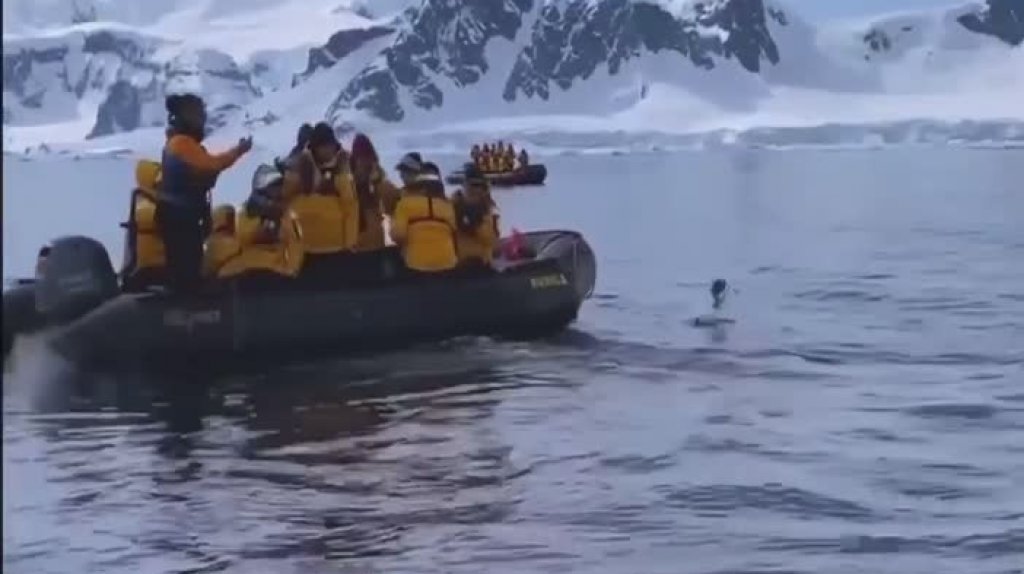 Video: Pingüino salta a un bote para evitar ser devorado por una orca 