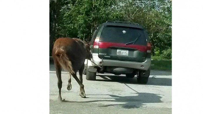 Denuncian maltrato a un caballo en San German hombre lo arrastra con su vehÃ­culo 