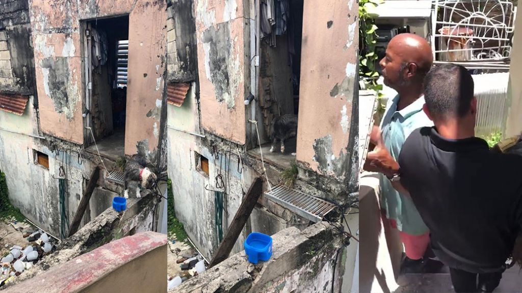  Video: Municipales de San Juan, recatan una perrita que quedó sola luego que su dueño fuera hospitalizado 
