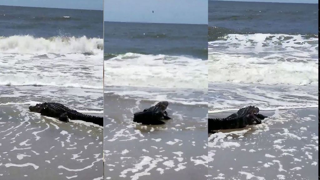  Captan en video un “Cocodrilo” disfrutando de la playa en California 