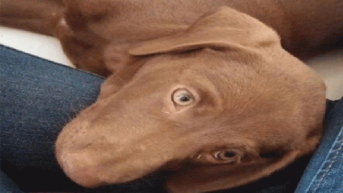 Les presentamos a Chester