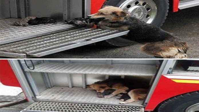 Una perra que salva sus cachorros de un incendio