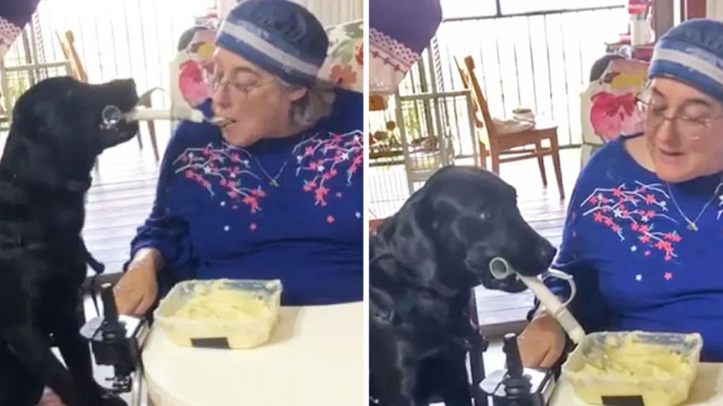  Perrito ayuda a alimentar a su humana que perdió la movilidad en las manos 