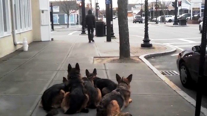 Video: Caminar con sus perros le encanta!