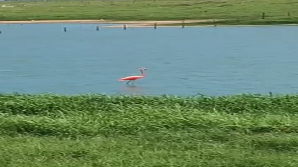  Video: El Flamingo de Camuy no esta muerto 