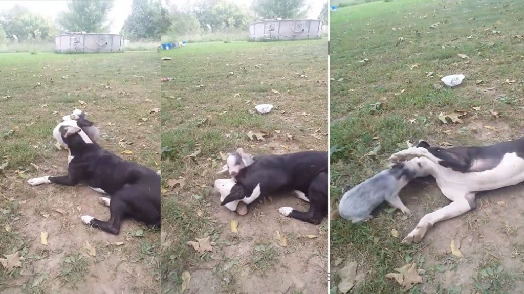  Video muestra lo dócil y buen amigo que es un perro Pitbull 