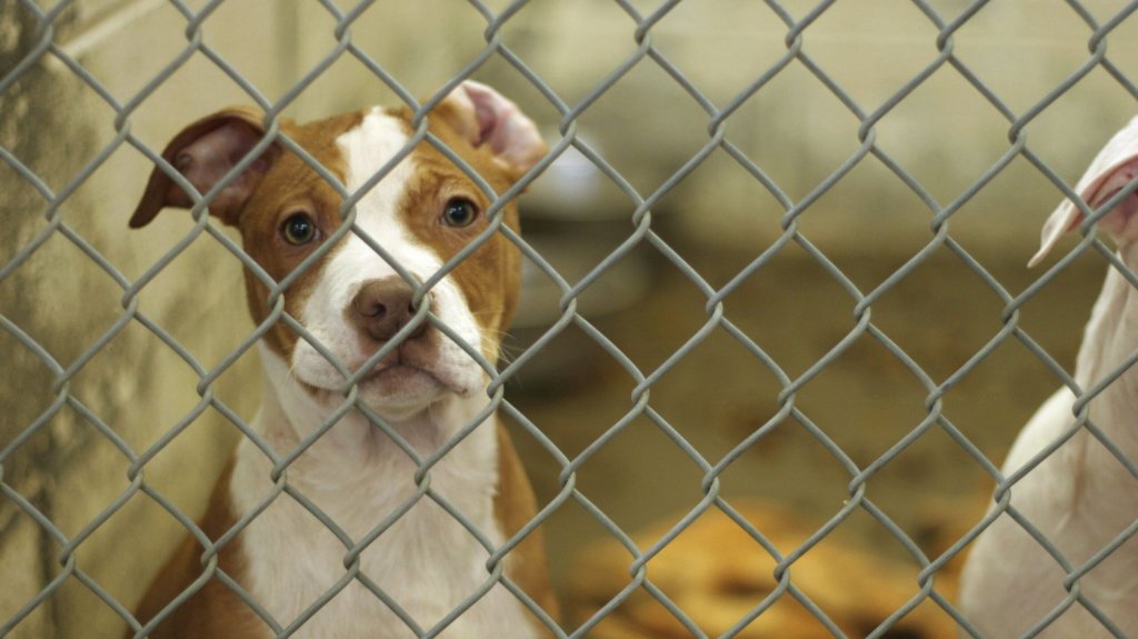  Convocan a recogido de alimento para perros y gatos en Puerto Rico 