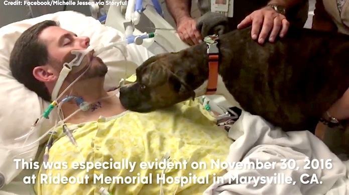 Video: Perro visita hospital para ver a su dueÃ±o por Ãºltima vez