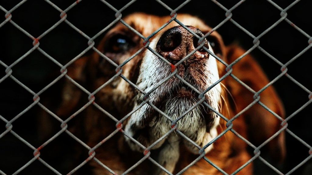  En manos de la Cámara aprobación medida para demandar dueños maltratantes de mascotas 