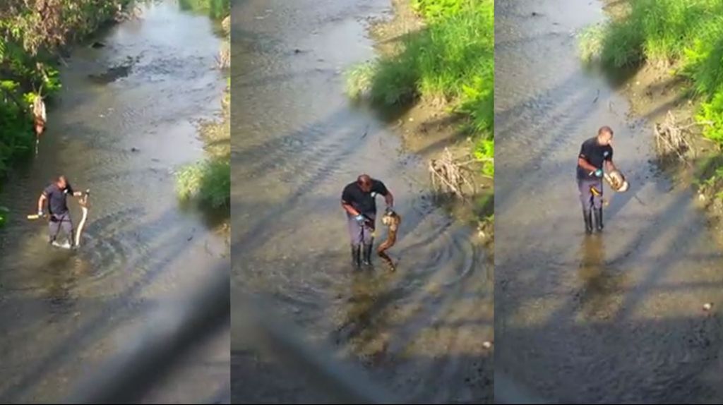 Video: Momento en que capturan gigantesca serpiente cerca de escuela en Caguas 