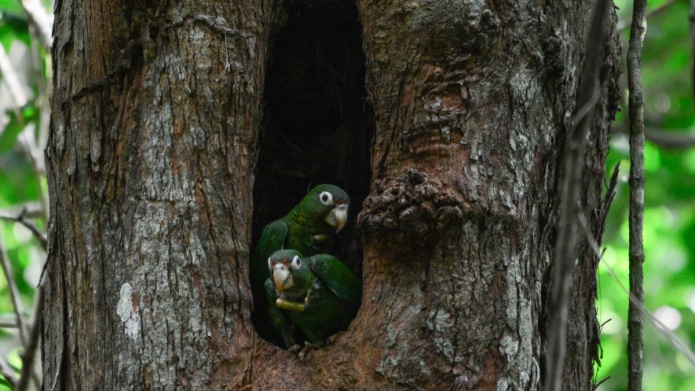  CientÃ­ficos reportan primer nacimiento de cotorras puertorriqueÃ±as en nido natural en el estado silvestre