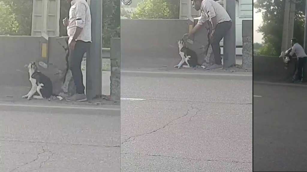  Viral video de un hombre arriesga su vida para salvar la de un perro 