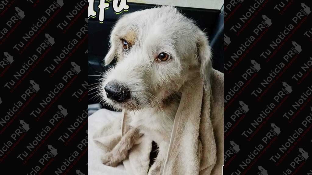  Policía busca al autor de un cruel maltrato contra un perro callejero en Morovis 