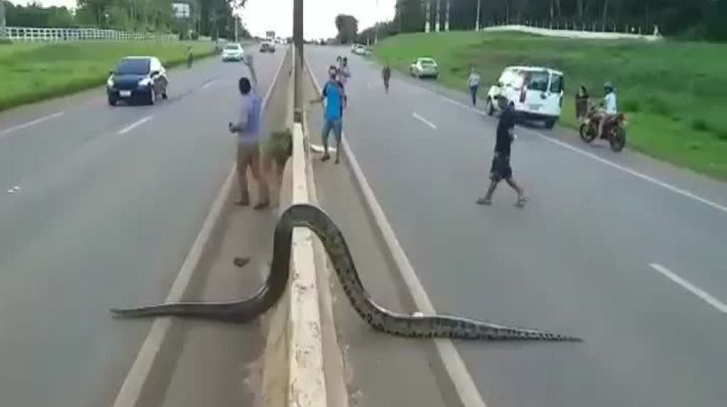  Video: Gigantesca “Python” detiene el transito en México 