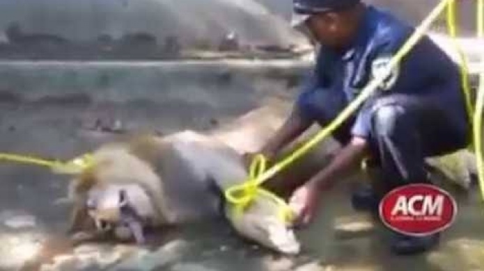 Video: LeÃ³n muere por error humano en Santo Domingo