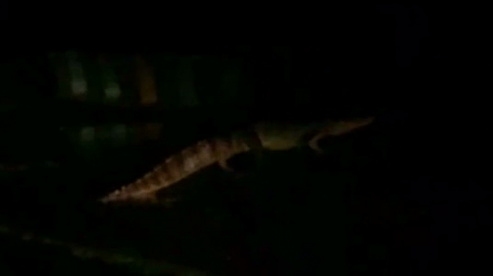 Captan en video gigantesco caimÃ¡n en Barceloneta 