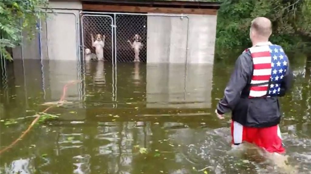  Video: Voluntario salva a seis perros abandonados en una jaula en las inundaciones del huracán Florence 