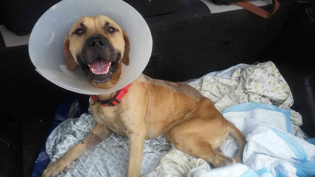  Piden ayuda para perrito atropellado en el oeste 