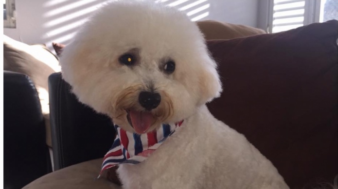 AtenciÃ³n: Se busca a Snoopy alguien lo robÃ³ en el Ã¡rea de Rio Grande 