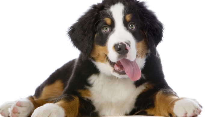 El peor enemigo de tu perro: Cujo, su otro yo