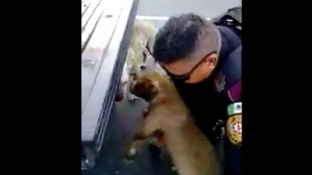 Video: Â¡Aplausos! Para este policÃ­a que rescata a dos perros en MÃ©xico