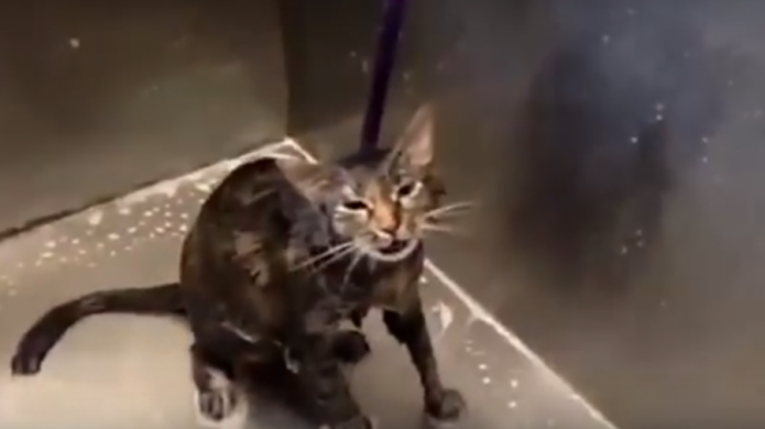 Video de gato que 'dice' 'no mÃ¡s' a un baÃ±o se vuelve viral
