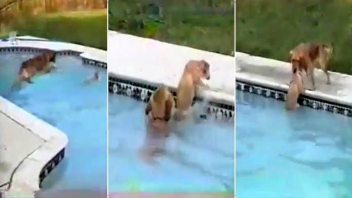 Video: Perro salva a su compaÃ±ero de ahogarse en una piscina