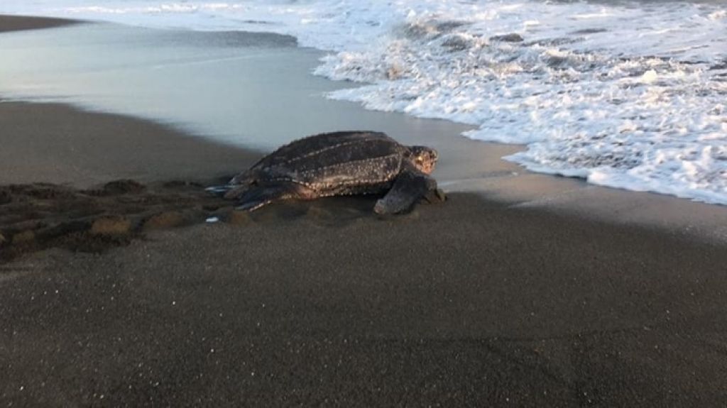  En video momento en que gigantesco tinglar anida en costas de Barceloneta 