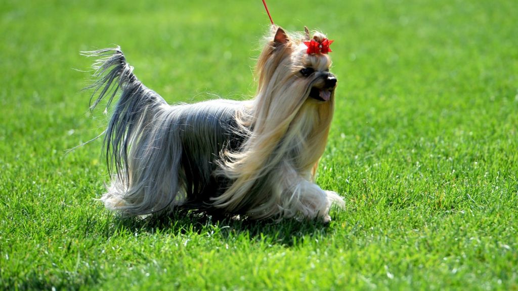  Condenado a 9 meses de cárcel por matar a golpes a su mascota en Miami Beach 