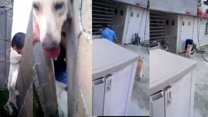 Video: PolicÃ­a en Rio Grande utiliza aceite de cocinar para rescatar un perro pillado entre dos paredes 