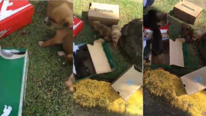 Video: Ciudadano en Caguas encuentra cajas de zapatos llenas de perritos 