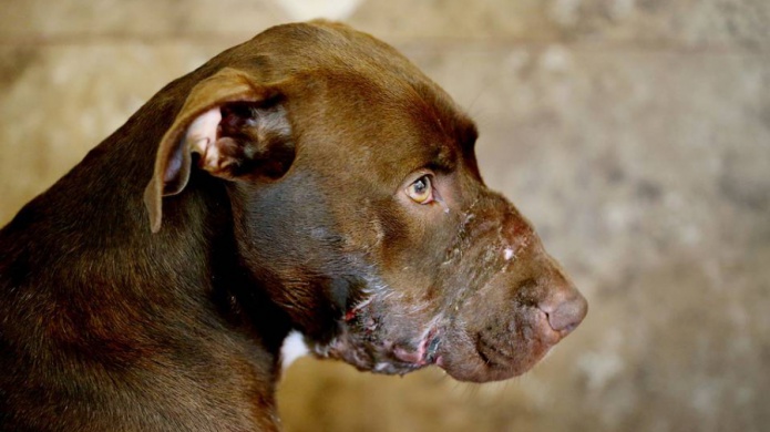 Hombre irÃ¡ a la cÃ¡rcel por maltratar a su perra