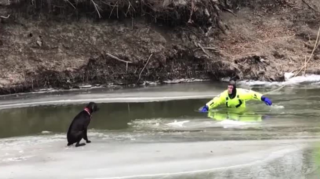  Video del rescate de un perrito en medio de un lago congelado 