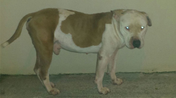 Denuncian maltrato de dos Canes en las Piedras (buscan AdopciÃ³n)
