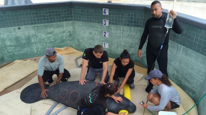 Entre la vida y la muerte manatÃ­ rescatado en RÃ­o Grande