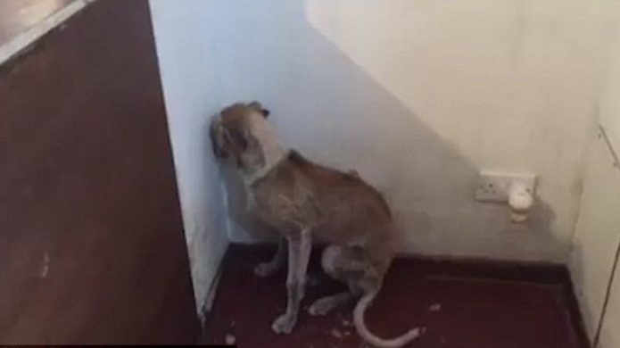 Video desgarrador de un perro maltratado que solo podÃ­a mirar a la pared