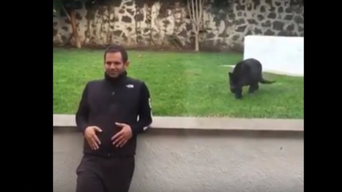 Video: Un Jaguar Negro se mueve sigilosamente para sorprender  a un hombre que filmaba un video y mira lo que pasa 