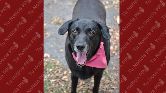 Santuario de Animales San Francisco de AsÃ­s busca hogar para 175 perros y gatos 