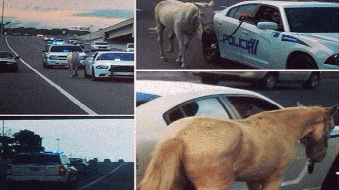 PolicÃ­as Ayudan a Equino Cansado y Herido