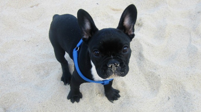 Video: Cachorro defiende su hogar de un par de osos que lo doblan en tamaÃ±o