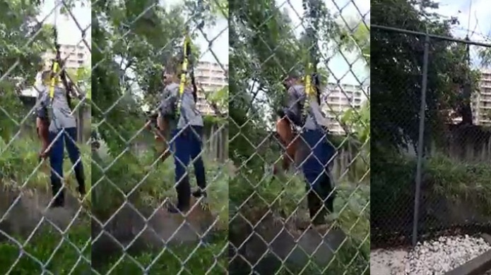 Video: Empleados de la AEE realizan espectacular rescate de un perro en Carolina 