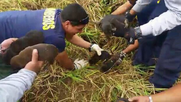 EMOTIVO RESCATE DE PERRITOS POR BOMBEROS DE GUAYAMA