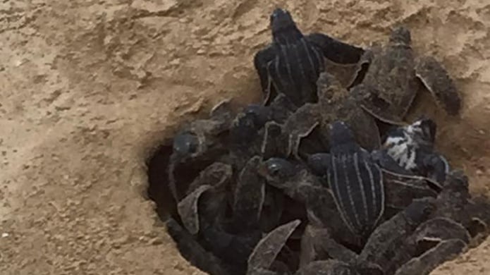Video: Nacen Tinglares en medio de la celebraciÃ³n de la noche de San Juan en playa de "Ocean Park"