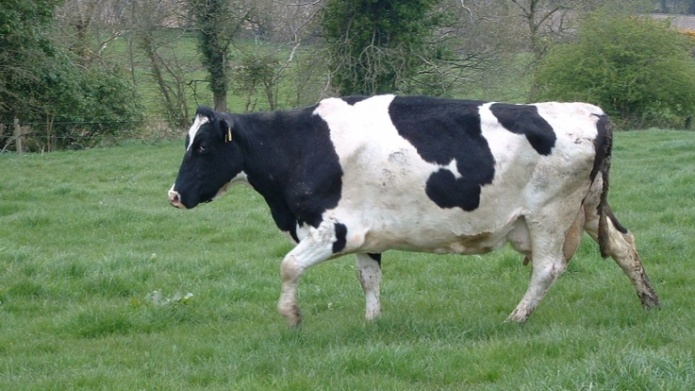 Policias le Salvan la vida a una Vaca