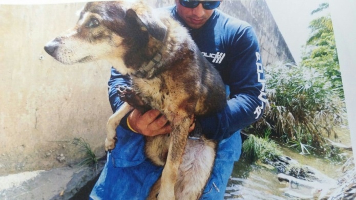  Fotos: PolicÃ­a rescata un perro que cayÃ³ en una alcantarilla de BayamÃ³n