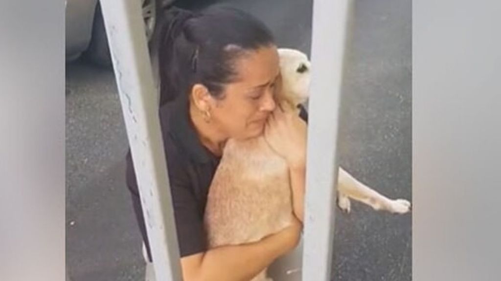  Emotivo video: Douglas Candelario hace que mujer se reencuentre con su perro perdido por 10 días 